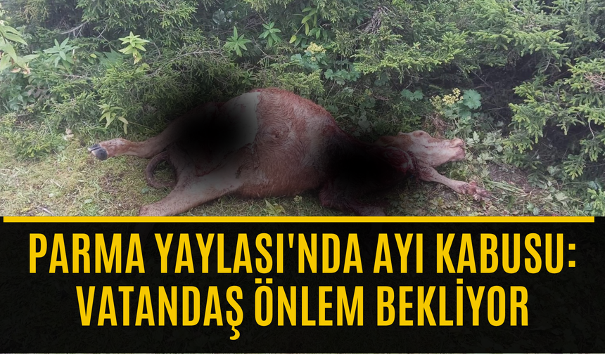 Köprübaşı’nda ayılar durmuyor: Bu kez hedef inek oldu