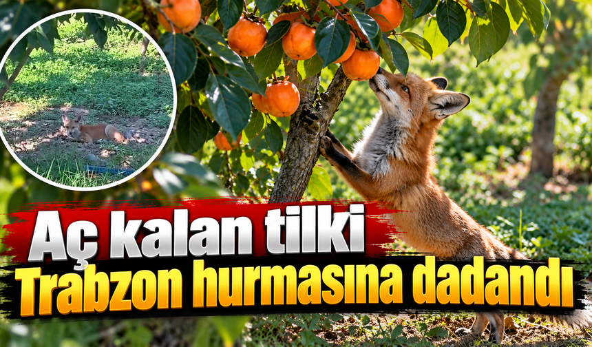 Tilki aç kalınca soluğu Trabzon hurması bahçesinde aldı