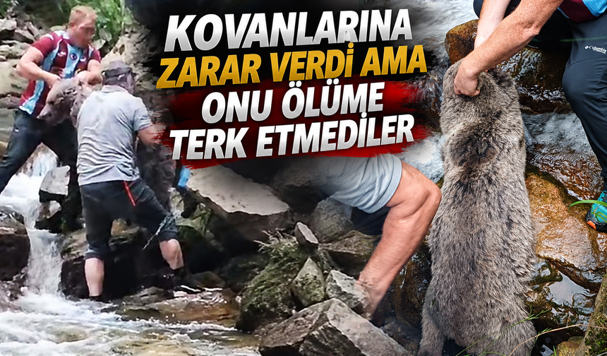 Çaykara’da dereye düşen yavru ayı böyle kurtarıldı