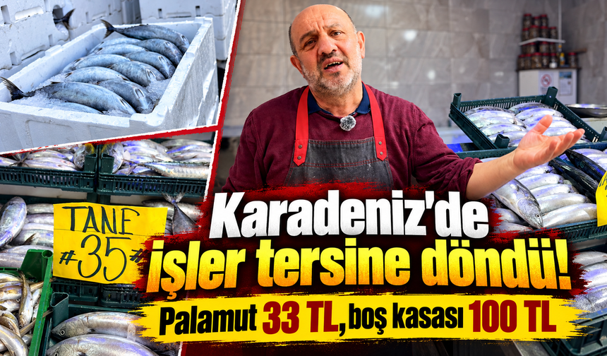 Balıktan pahalı kasası! Karadeniz'de palamut bolluğu