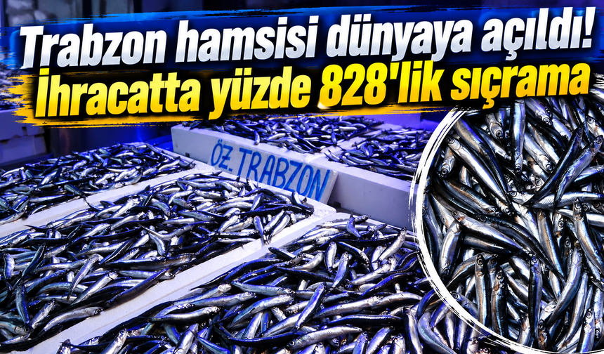 Trabzon'dan dünyaya hamsi yağmuru! İhracat 9 katına çıktı
