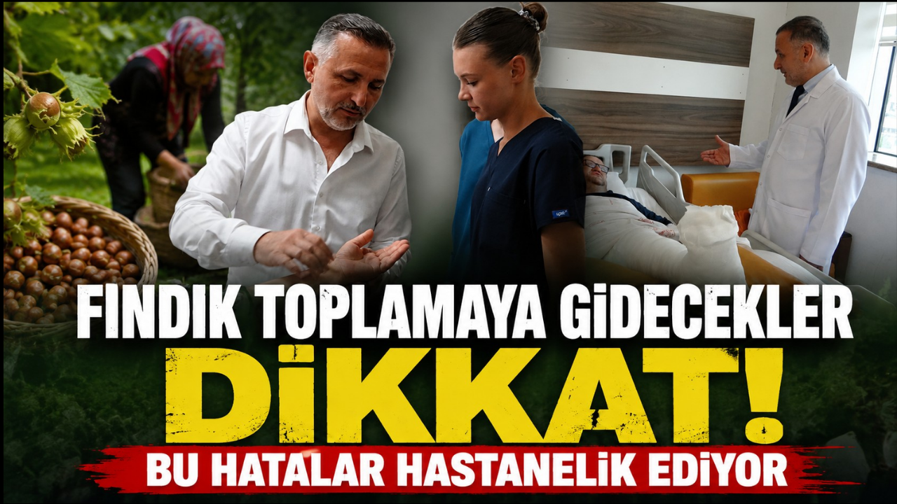 Fındık hasadı sanıldığı kadar masum değil! Uzman riskleri tek tek anlattı